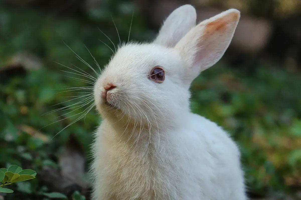 Ein wei&szlig;es Kaninchen mit langen Schnurrhaaren und rosafarbenen Ohren sitzt im Gr&uuml;nen. Die verschiedenen kaninchen farben sind hier subtil, aber das Fell ist reinwei&szlig;.