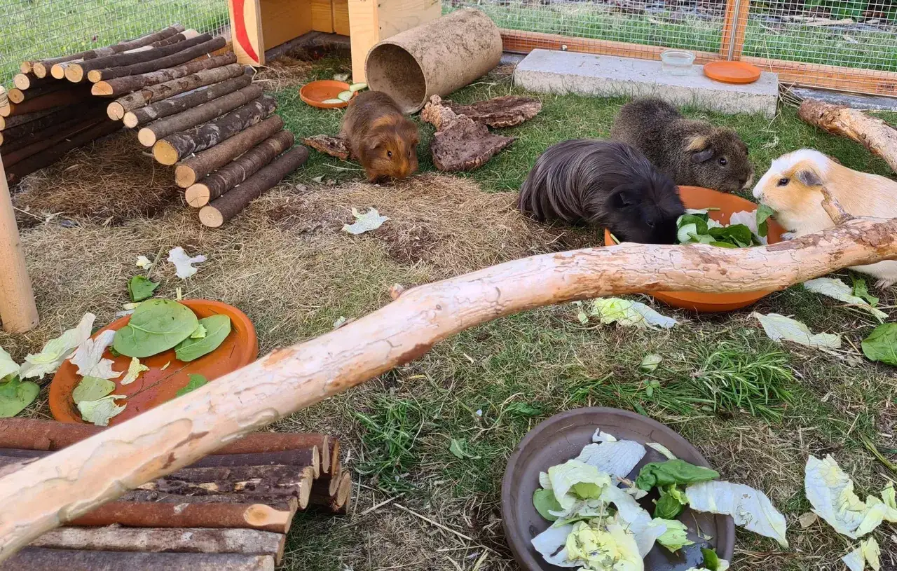 Meerschweinchen fressen gen&uuml;sslich Salat. Wie alt werden Meerschweinchen? Mit guter Pflege k&ouml;nnen sie bis zu 8 Jahre alt werden.