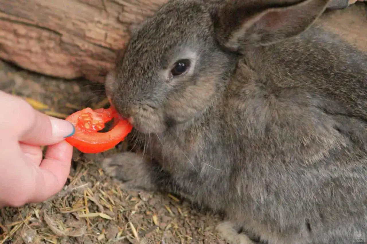 Ein graues Kaninchen knabbert gen&uuml;sslich an einem St&uuml;ck Tomate, das ihm von einer Hand gereicht wird.