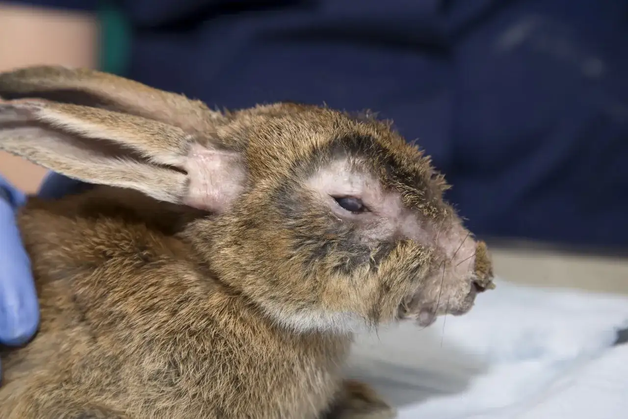 Ein Kaninchen mit Myxomatose zeigt geschwollene Augenlider und Hautveränderungen im Gesicht.