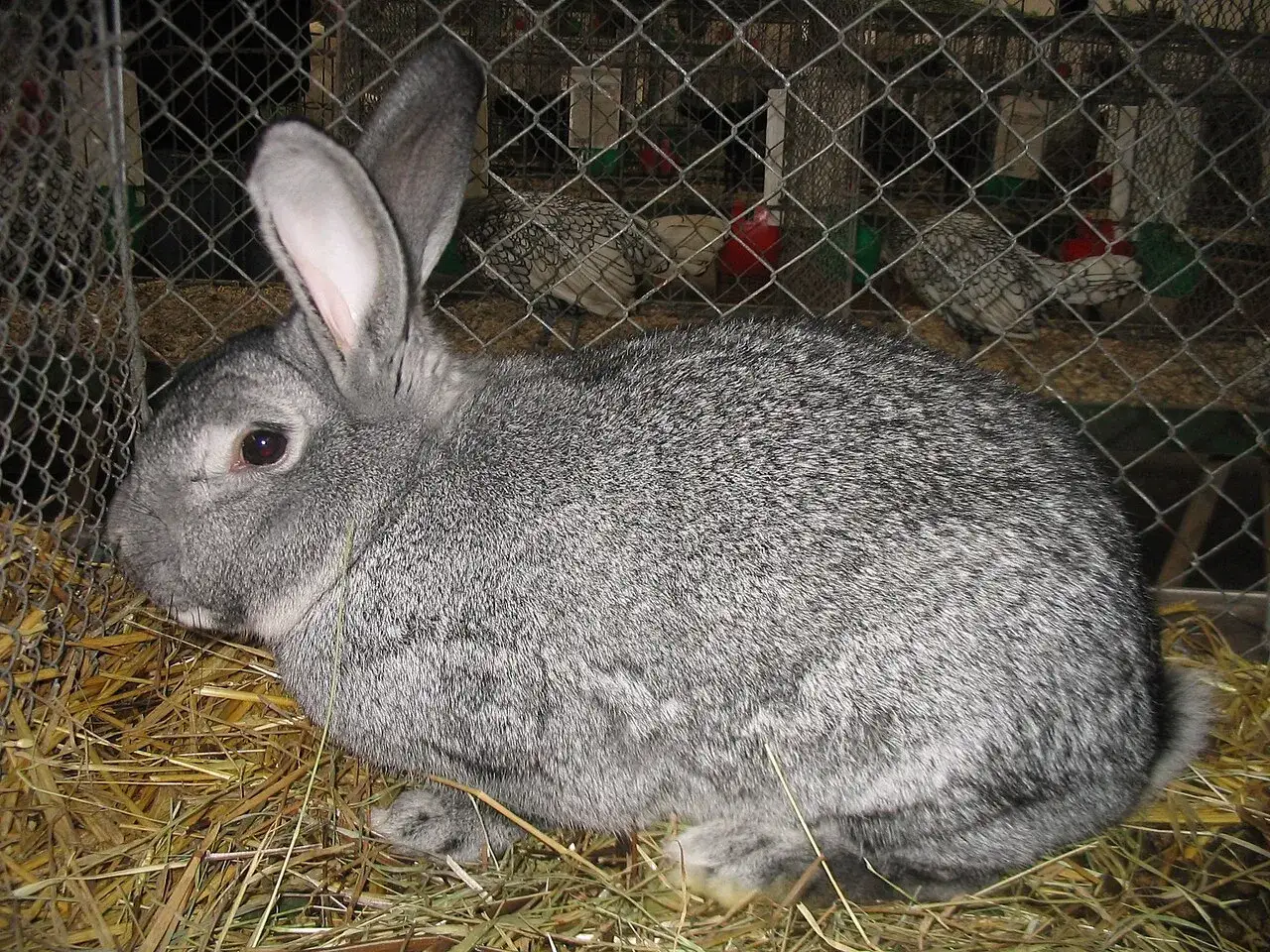 Ein graues kleinchinchilla kaninchen sitzt auf Stroh in einem Käfig. Im Hintergrund sind weitere Tiere zu sehen.