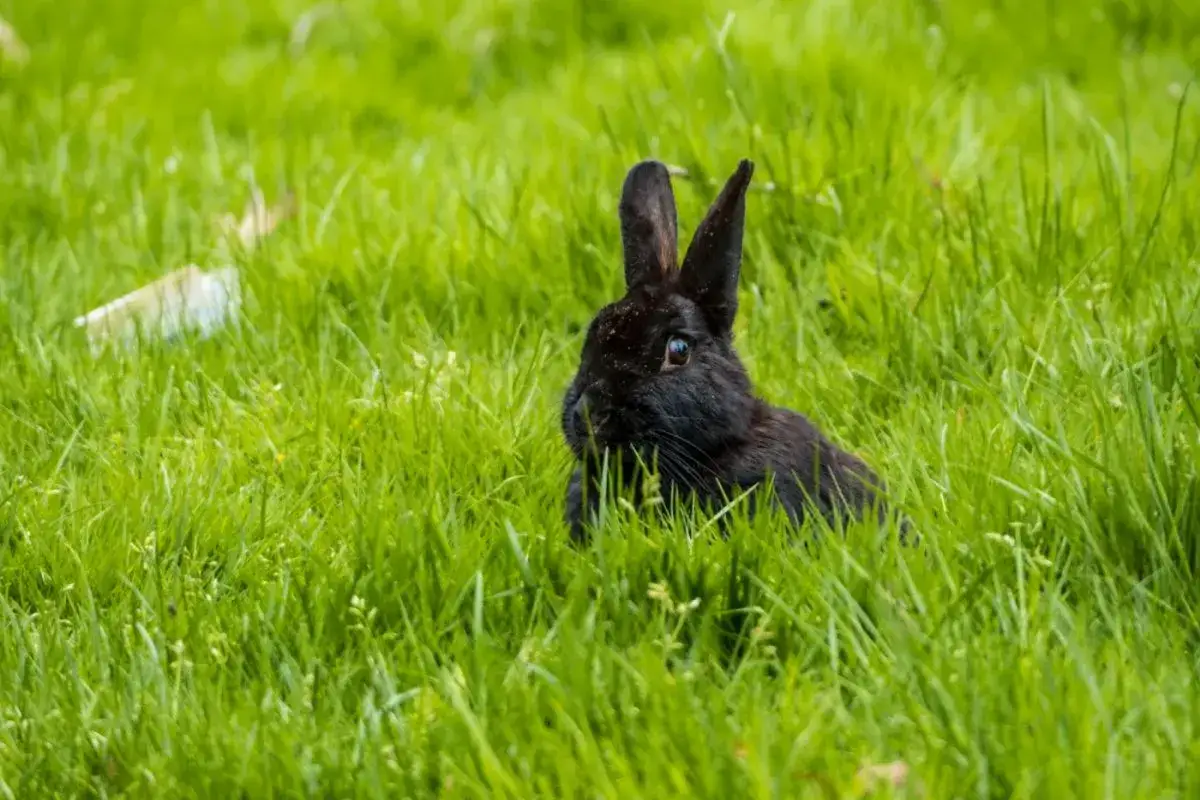 Ein schwarzes Kaninchen im gr&uuml;nen Gras. Vielleicht ein zuk&uuml;nftiges Haustier, wenn Sie Alaska Kaninchen kaufen m&ouml;chten.