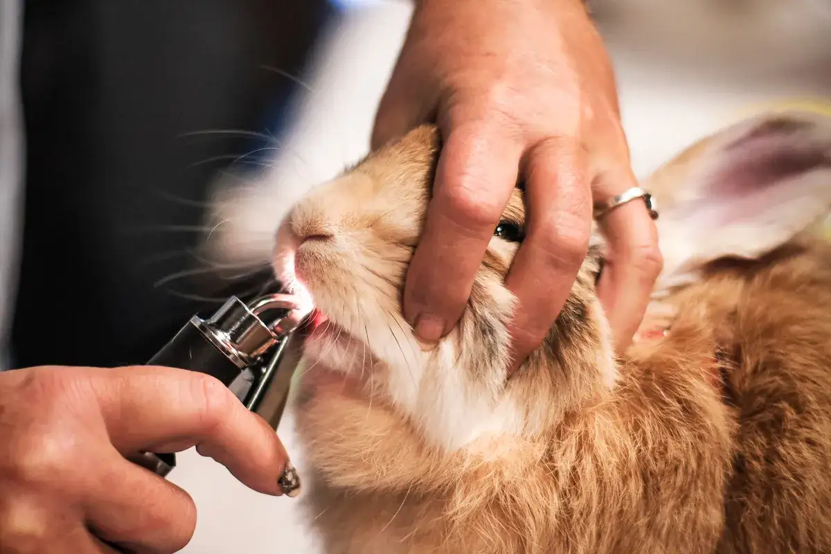 Tierarzt untersucht Kaninchen wegen Zahnproblemen. Eine Hand h&auml;lt den Kopf, w&auml;hrend ein Instrument die Z&auml;hne beleuchtet.