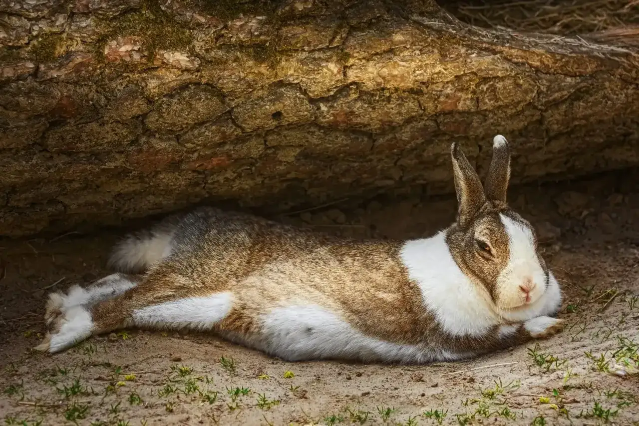 Ein braun-wei&szlig;es Kaninchen liegt entspannt unter einem Baumstamm. Es scheint sich wohlzuf&uuml;hlen und genie&szlig;t die Ruhe.