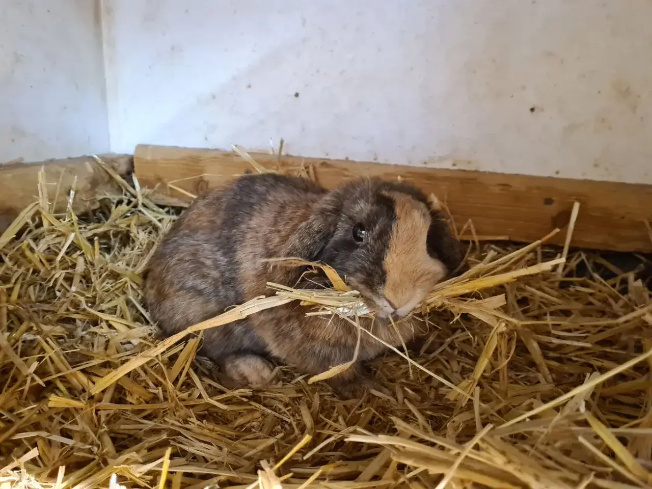 Ein geflecktes Kaninchen sitzt in seinem gemütlichen Stroh-Kaninchennest und knabbert an einem Halm.