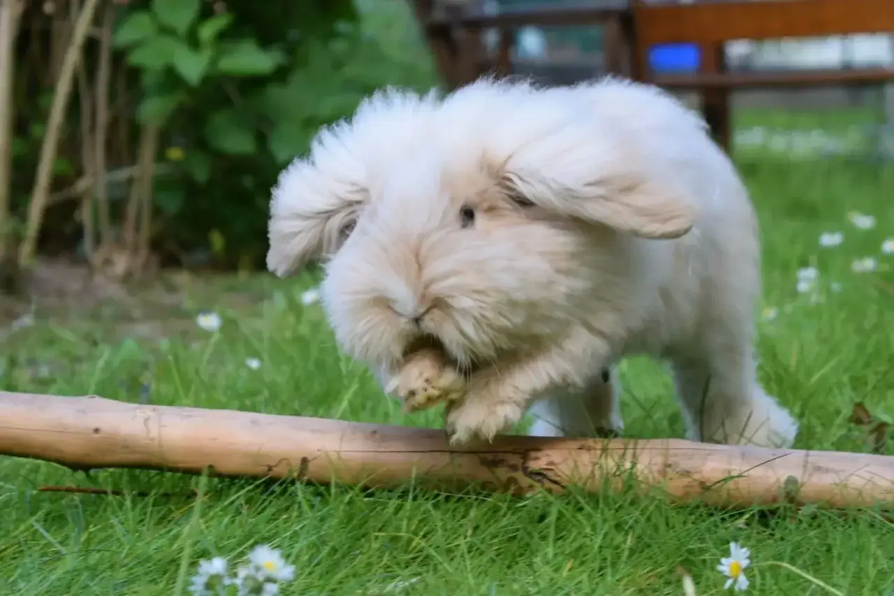 Ein flauschiges teddy Zwergkaninchen mit langen Ohren hoppelt &uuml;ber eine gr&uuml;ne Wiese mit G&auml;nsebl&uuml;mchen und &uuml;ber einen Ast.