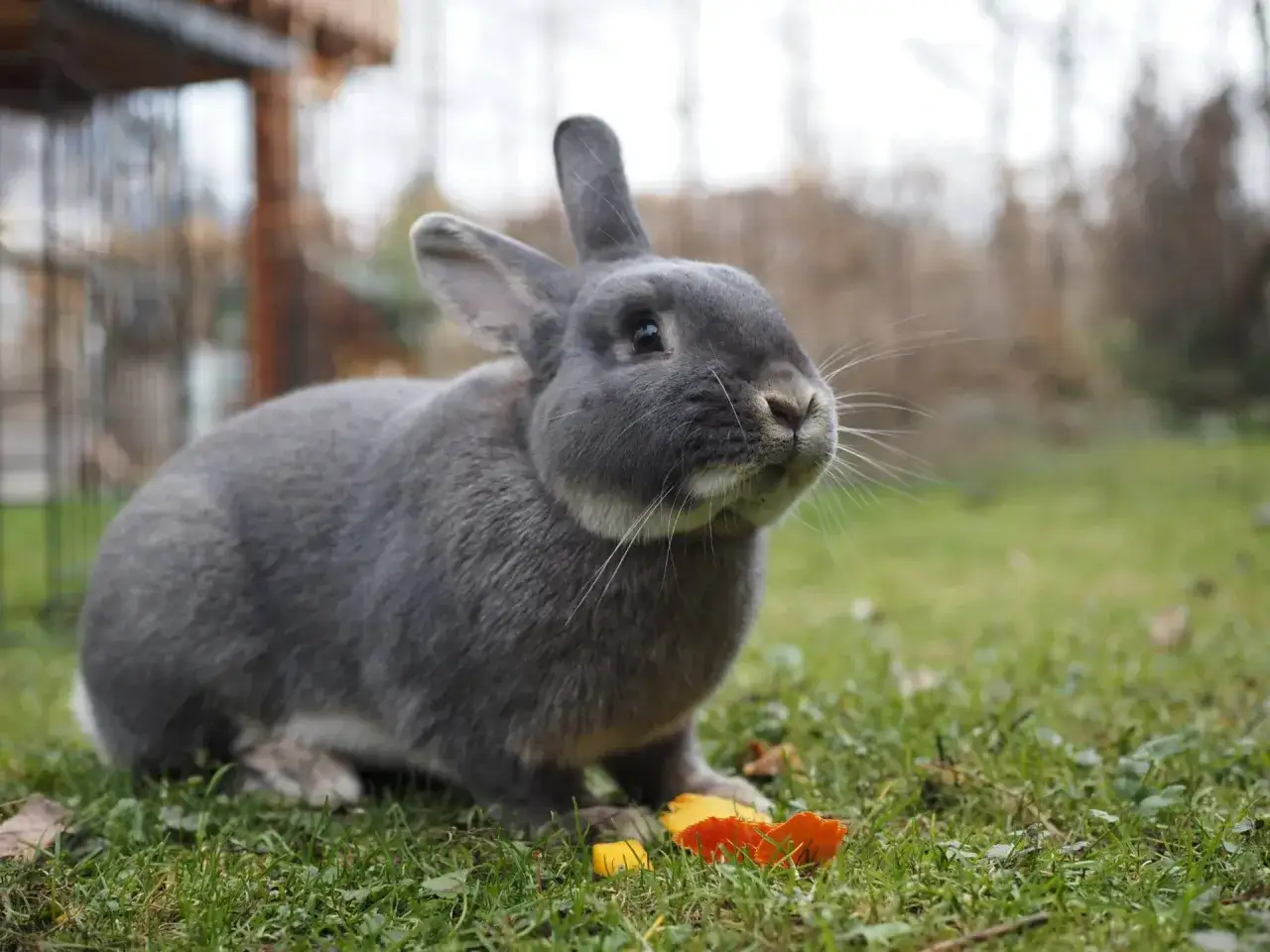 Ein grauer Marburger Feh-Hase sitzt im Gras und knabbert an einem Stück Karotte.