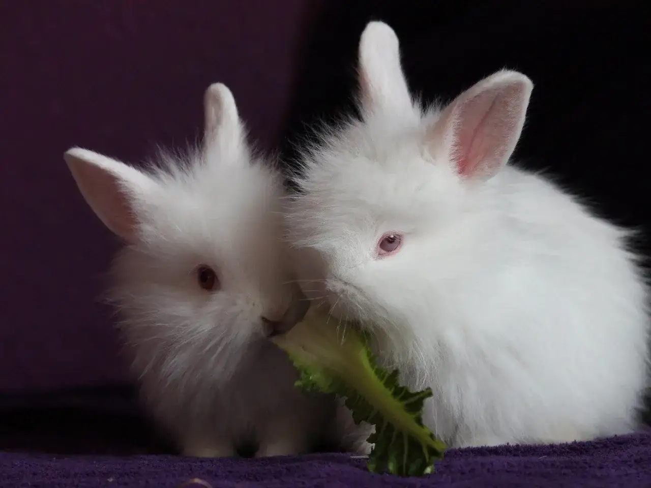 Zwei flauschige weiße Kaninchen teilen sich ein Blatt Sellerieknolle.