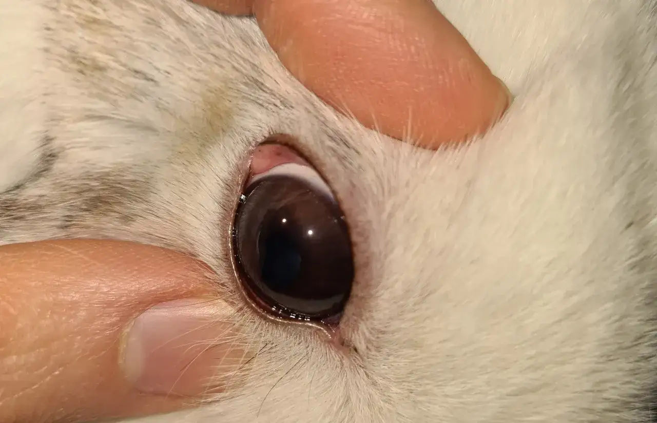 Finger reinigt vorsichtig das verklebte Auge eines Kaninchens.