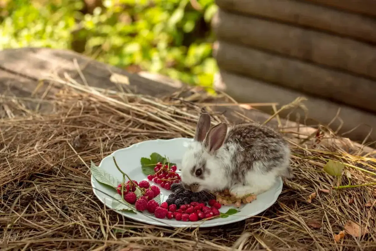 Ein kleines, flauschiges Kaninchen knabbert genüsslich an Himbeeren und Beeren auf einem Teller.