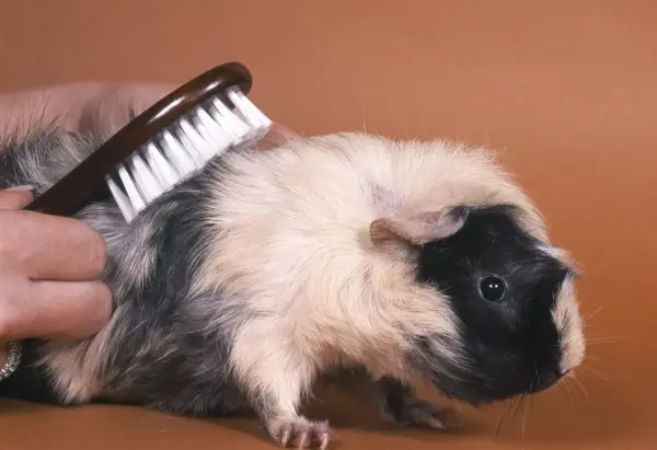 Ein Meerschweinchen bekommt eine meerschweinchen frisur. Eine Hand bürstet sein Fell, um es schön und ordentlich zu halten.