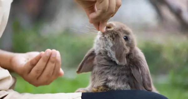 Ein süßes Kaninchen frisst rote Bete aus der Hand.