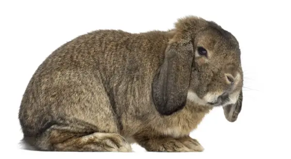 Ein braunes Kaninchen mit Schlappohren, das an ein deutsches Riesen Gewicht erinnert, sitzt auf weißem Hintergrund.