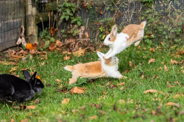 Drei Hasen, zwei springen verspielt übereinander, während ein schwarzer Hase zusieht. So sehen Hasen aus, wenn sie Spaß haben.