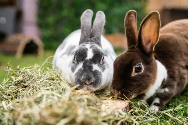 Zwei süße Kaninchen, eines grau-weiß gefleckt, das andere braun-weiß, knabbern genüsslich an Heu. Sie sind wie kleine, flauschige koriander hasen.