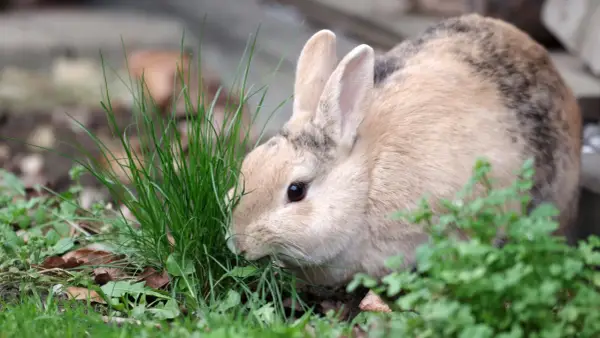 Ein flauschiges Kaninchen knabbert genüsslich an frischem Schnittlauch.
