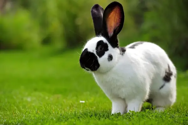 Ein schwarz-weißer deutscher Riese mit langen Ohren steht auf einer grünen Wiese.