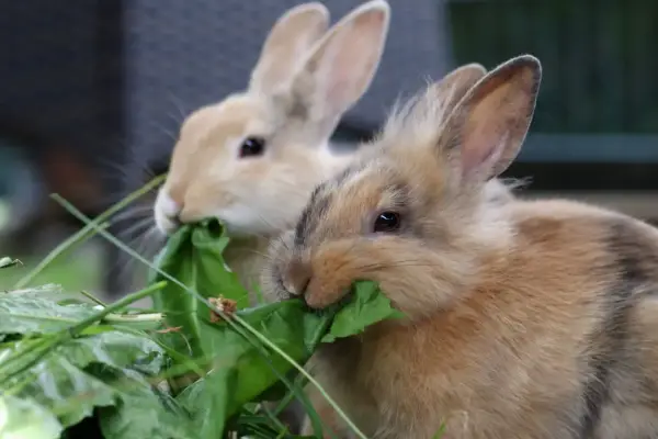 Zwei Kaninchen fressen genüsslich grünes Blattgemüse. Hoffentlich haben sie keine kaninchen zahnprobleme, denn das Futter sieht lecker aus.