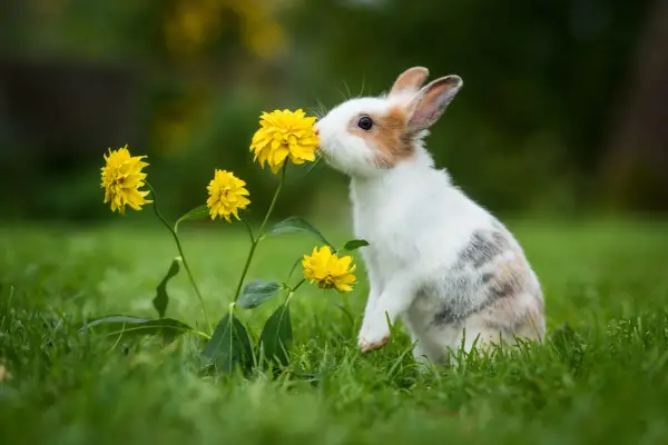 Ein neugieriges Kaninchen mit einem sanften Charakter schnuppert an gelben Blumen im Gras.