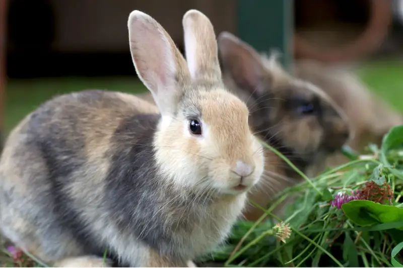 Zwei Kaninchen fressen im Gras. Ein Kaninchen mit braun-grauem Fell und hellem Gesicht ist im Vordergrund. Ein weiteres Kaninchen ist unscharf im Hintergrund zu sehen.