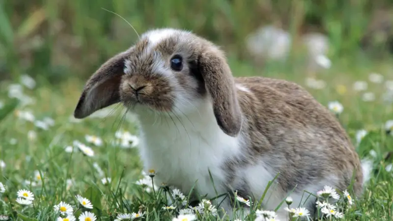 Ein süßes Kaninchen zittert leicht im Gras, umgeben von Gänseblümchen.